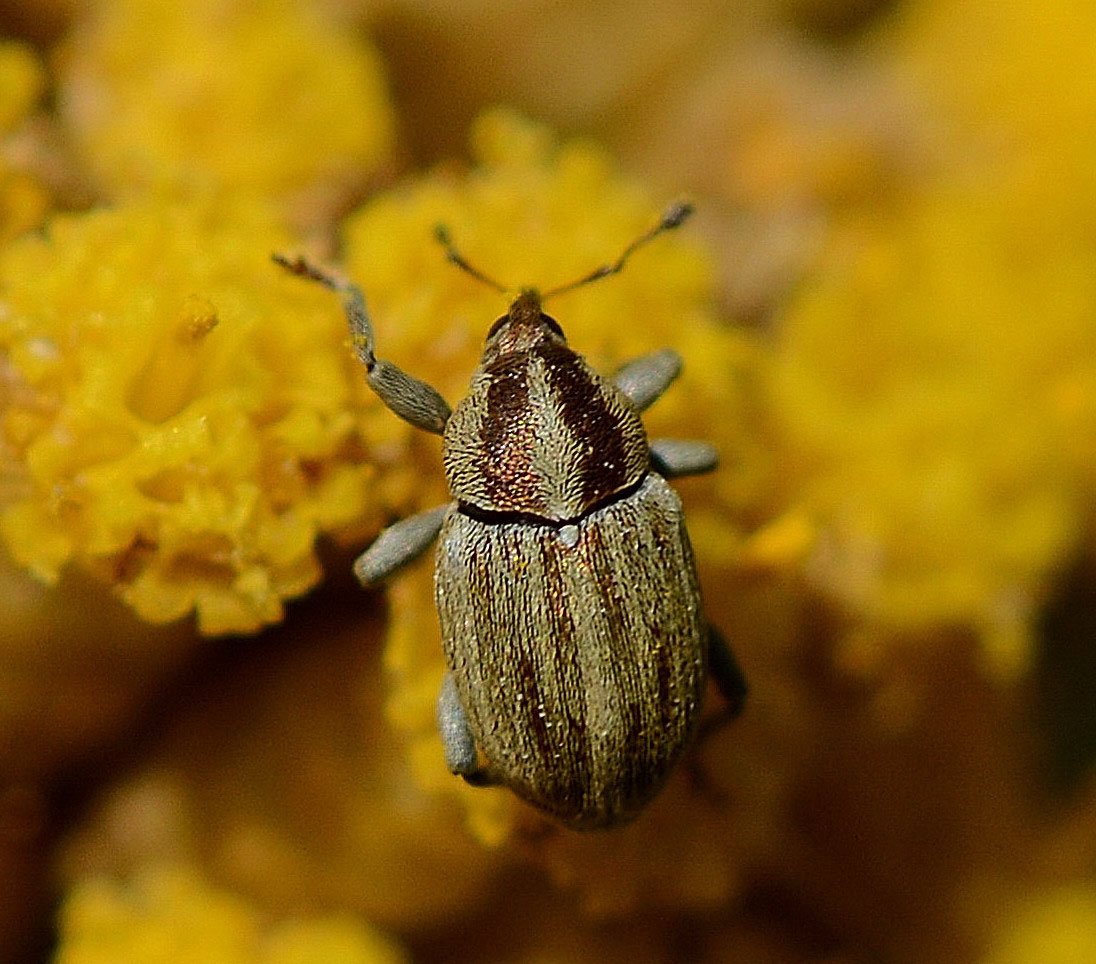 Curculionidae sardo:  Sibinia attalica