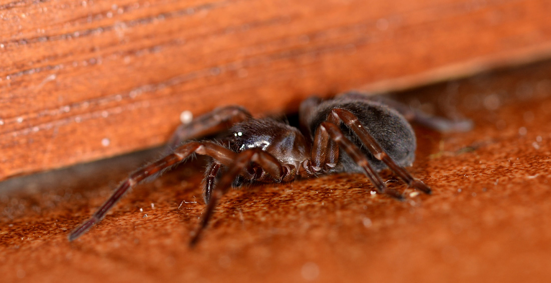 Amaurobius  cfr. ferox (Amaurobiidae) - Mediglia (MI)