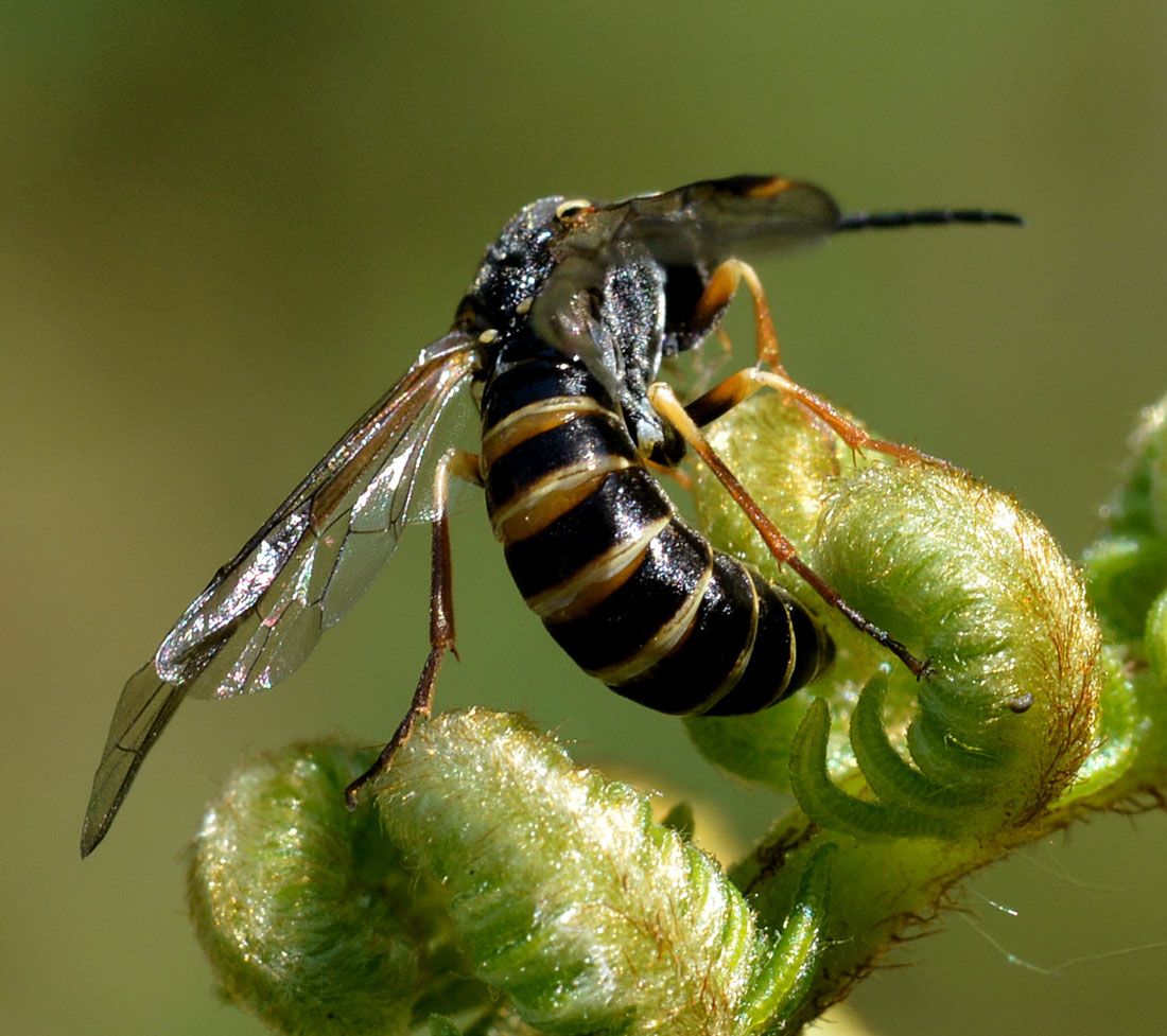 Strongylogaster (multifasciata?) predato da Rhynocoris annulatus (Heteroptera Reduviidae)