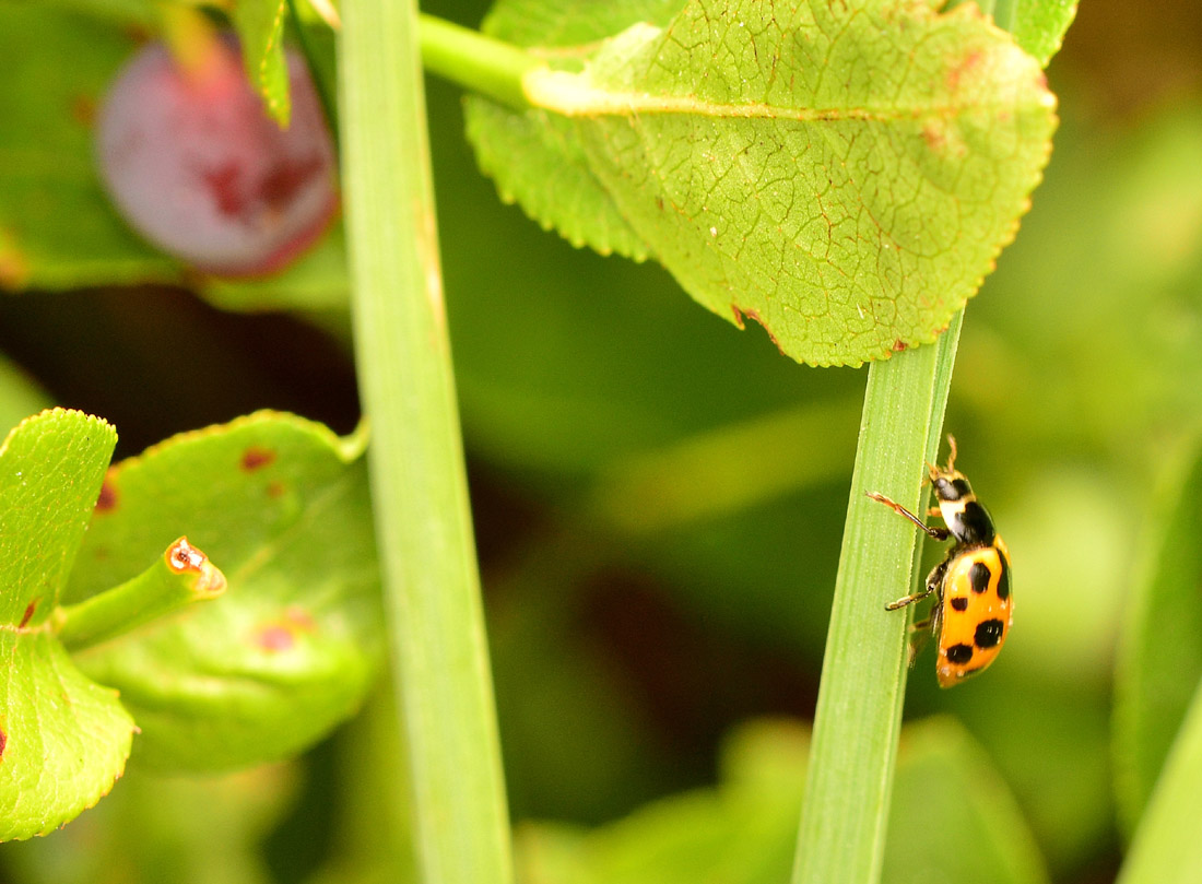 Ceratomegilla notata, Coccinellidae