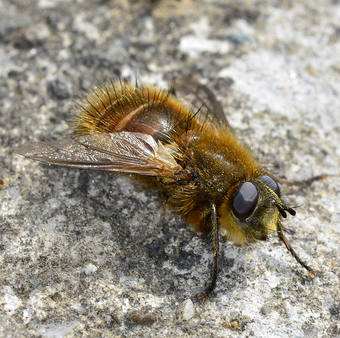 Tachina ursina (Tachinidae)