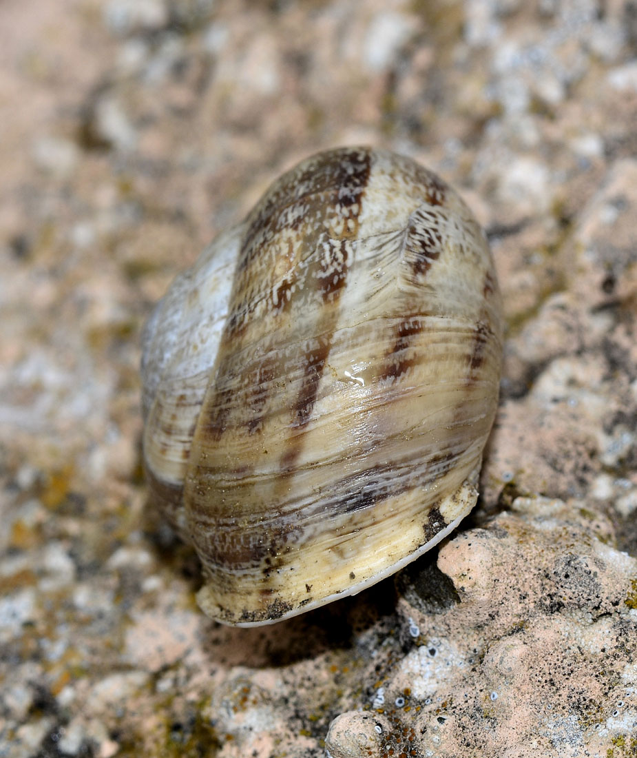 Chiocciola del Giglio