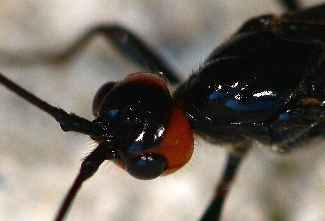 Ichneumonidae ?  No, Braconidae:  cfr. Atanycolus sp.