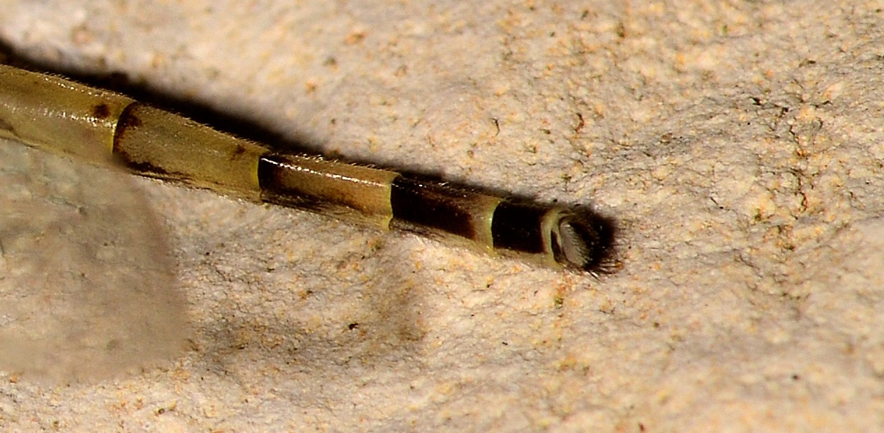 Myrmeleontidae chiaro:   Gymnocnemia variegata,  maschio