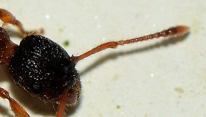 formica spinosa: Myrmica cfr scabrinodis