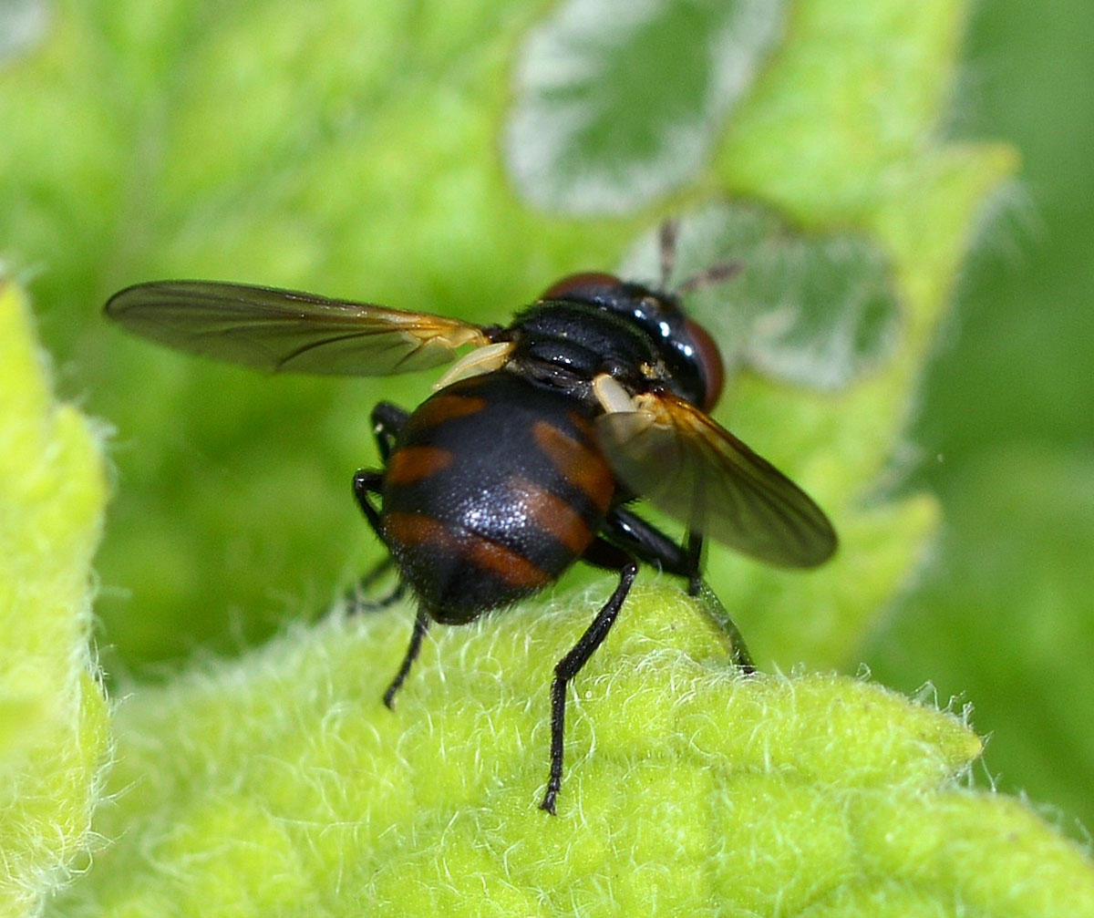 Tachinidae