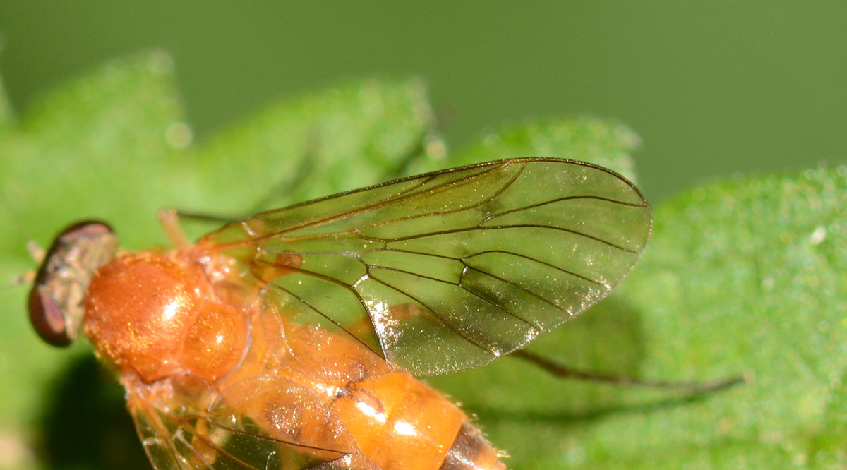 Rhagionidae: femmina di Chrysopilus laetus