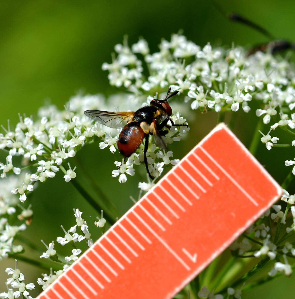 Gymnosoma sp. (Tachinidae)