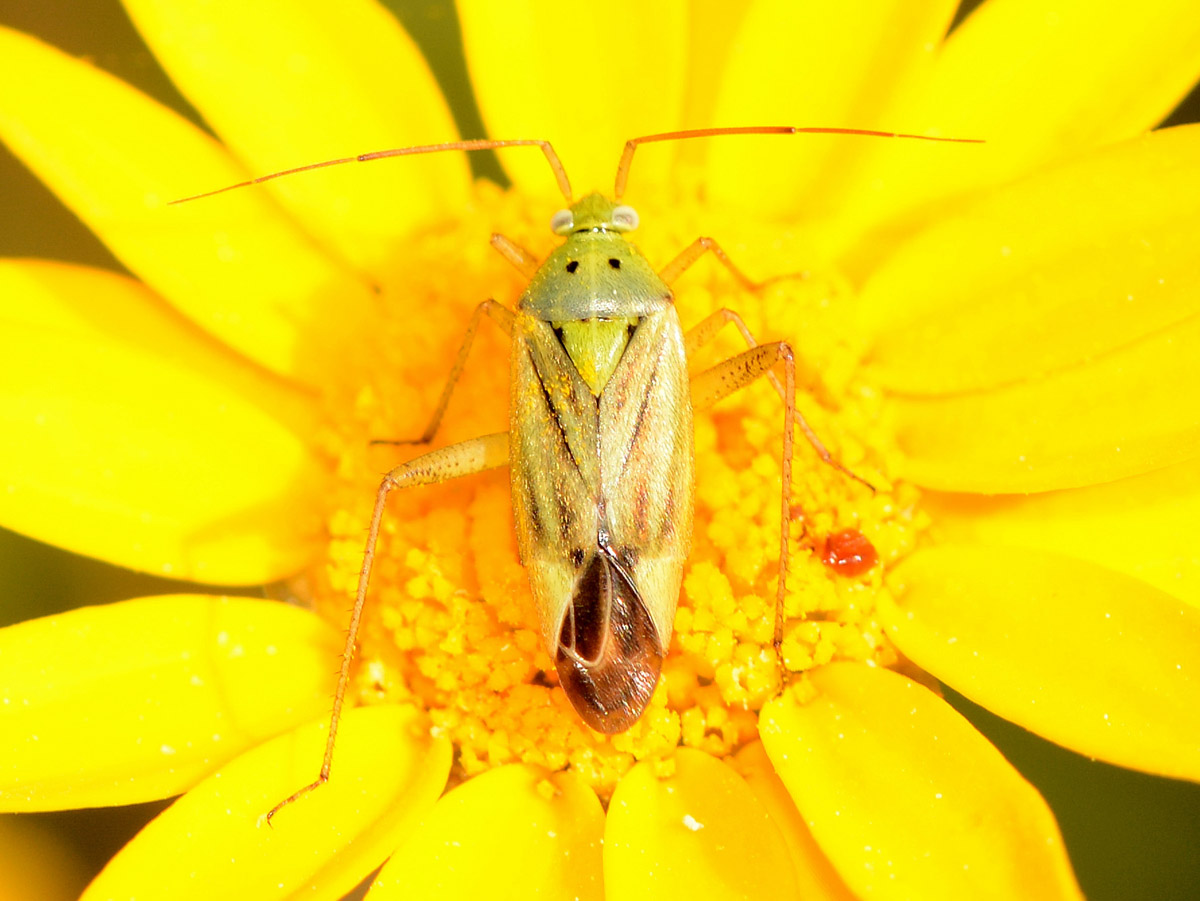 Miridae:Closterotomus trivialis e norwegicus