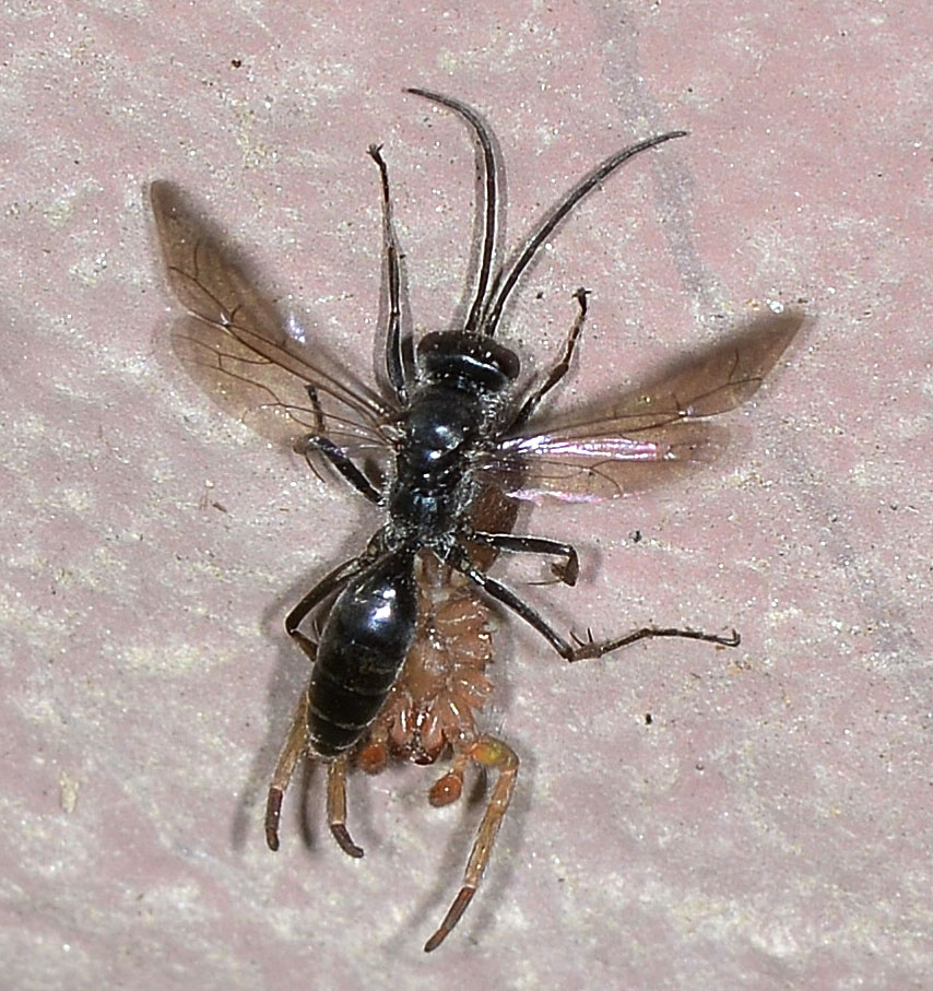 Pompilidae in azione