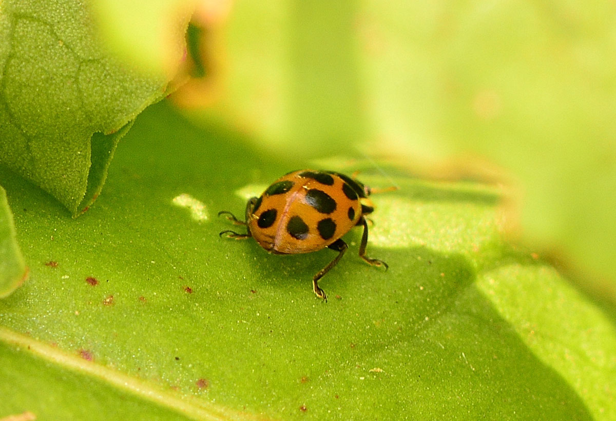 Ceratomegilla notata, Coccinellidae