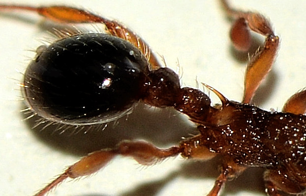 formica spinosa: Myrmica cfr scabrinodis