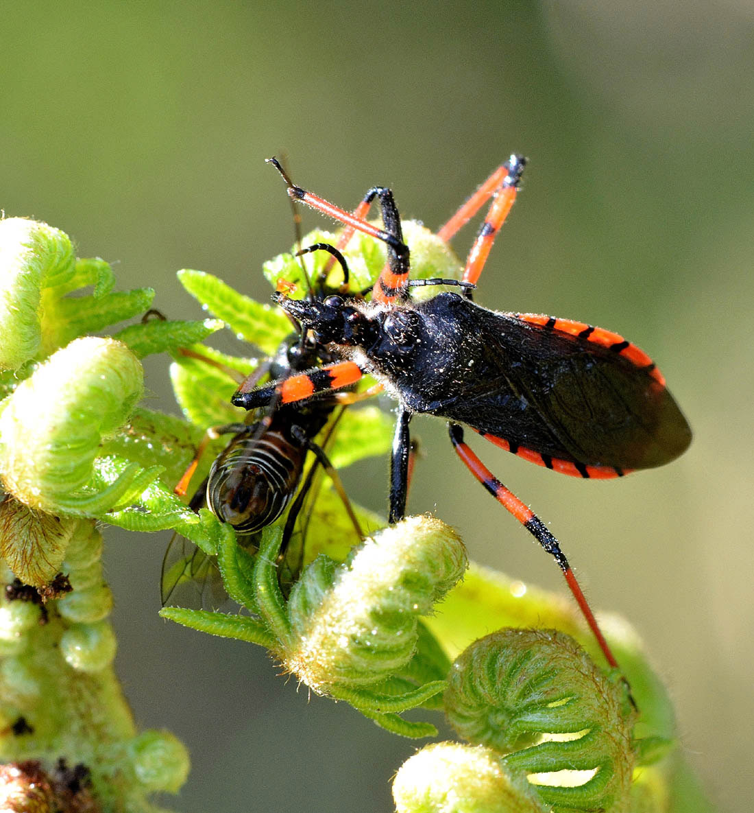 Strongylogaster (multifasciata?) predato da Rhynocoris annulatus (Heteroptera Reduviidae)