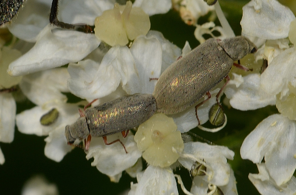 Ctenicera virens, Elateridae e Danacea sp.