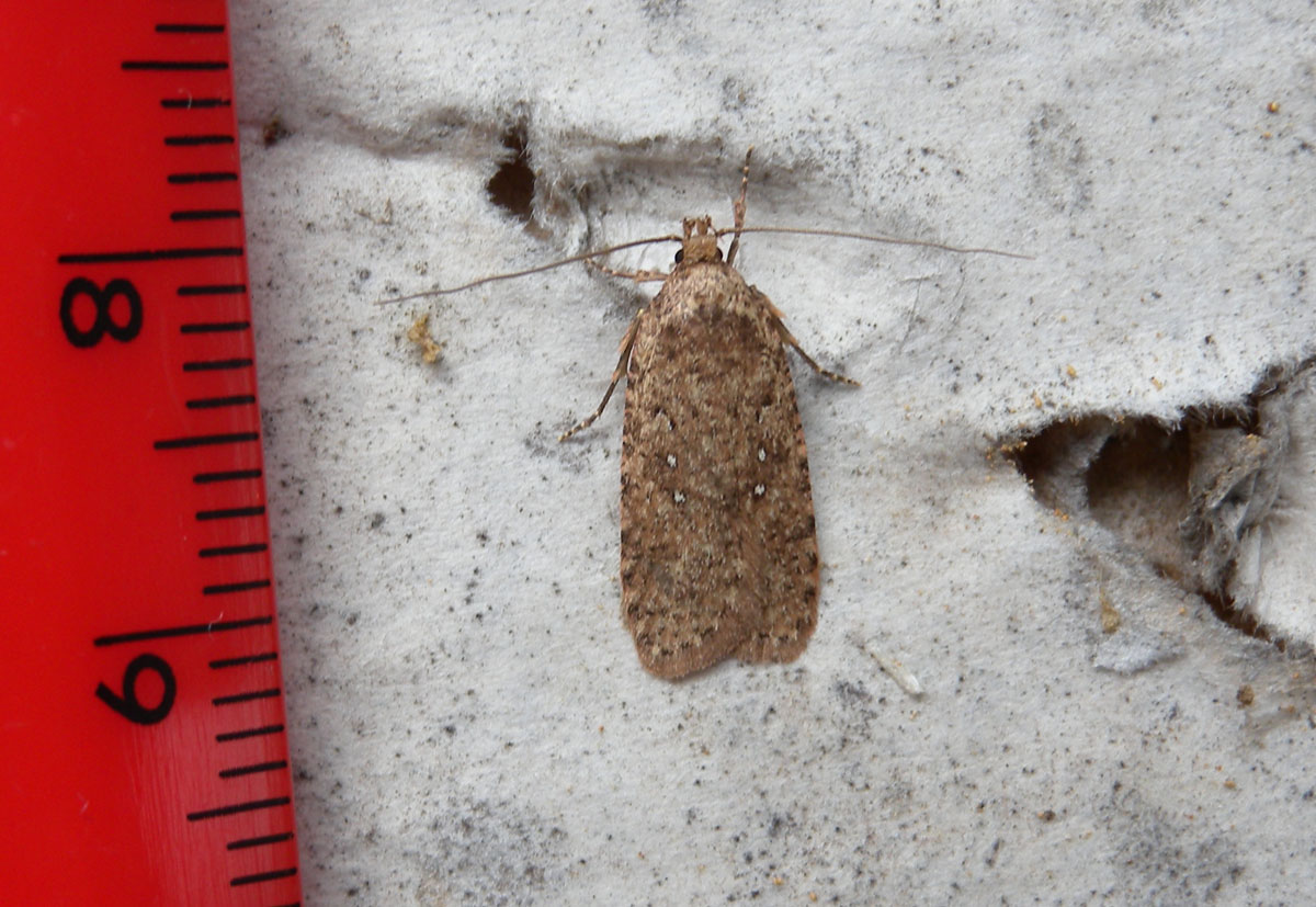 Agonopterix heracliana o ciliella....