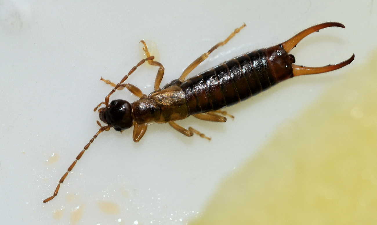 Forbicina pelosa: Apterygida media (maschi) da Bannio Anzino