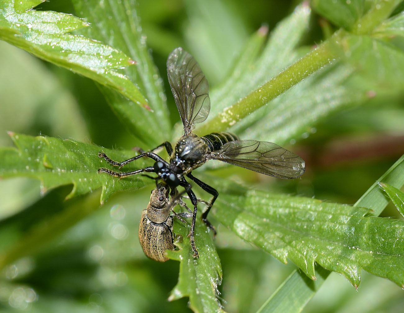 Dioctria atricapilla con preda (coleottero Curculionidae)