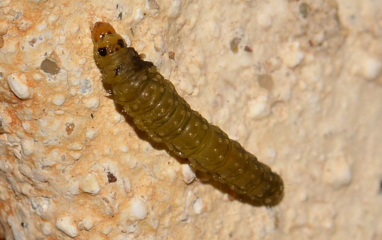 larva forse di lepid.