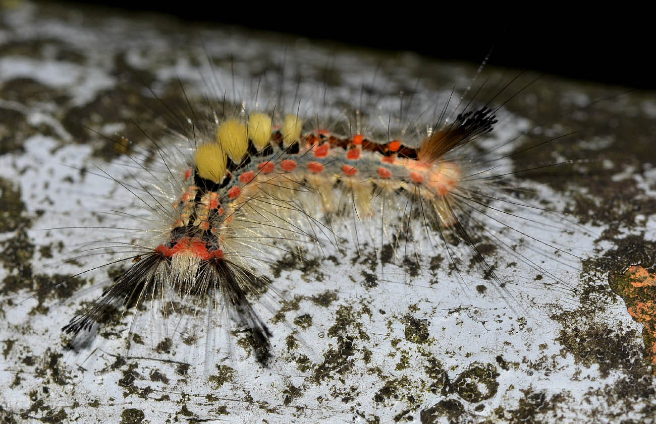 larva di Orgyia   ?