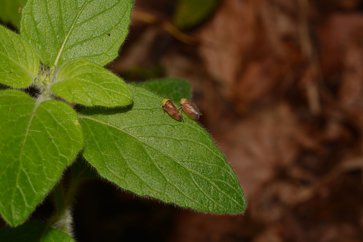 Coppia di Pediopsis tiliae