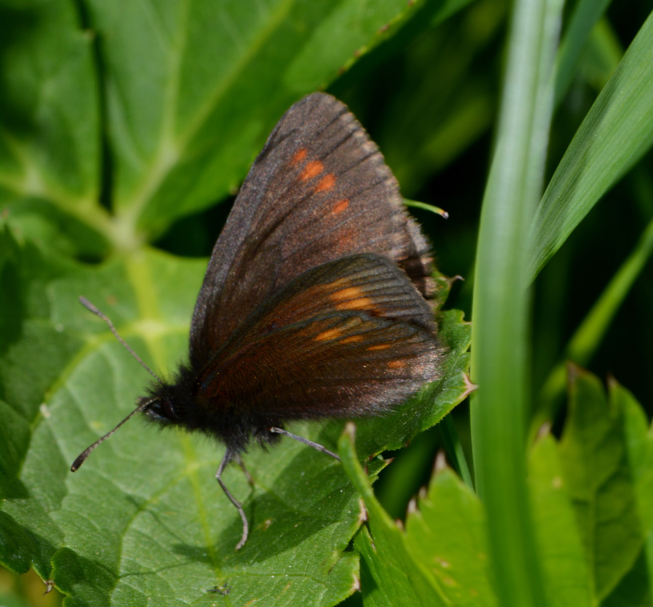 Erebia ??