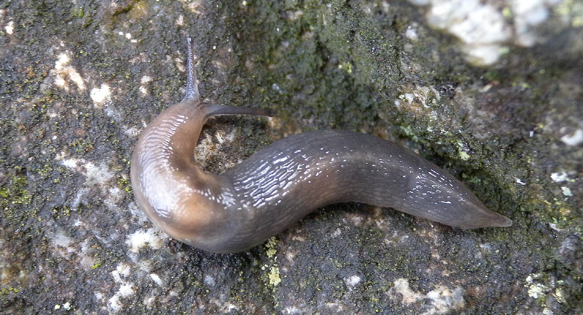 Limacidae da Bannio Anzino (VB)