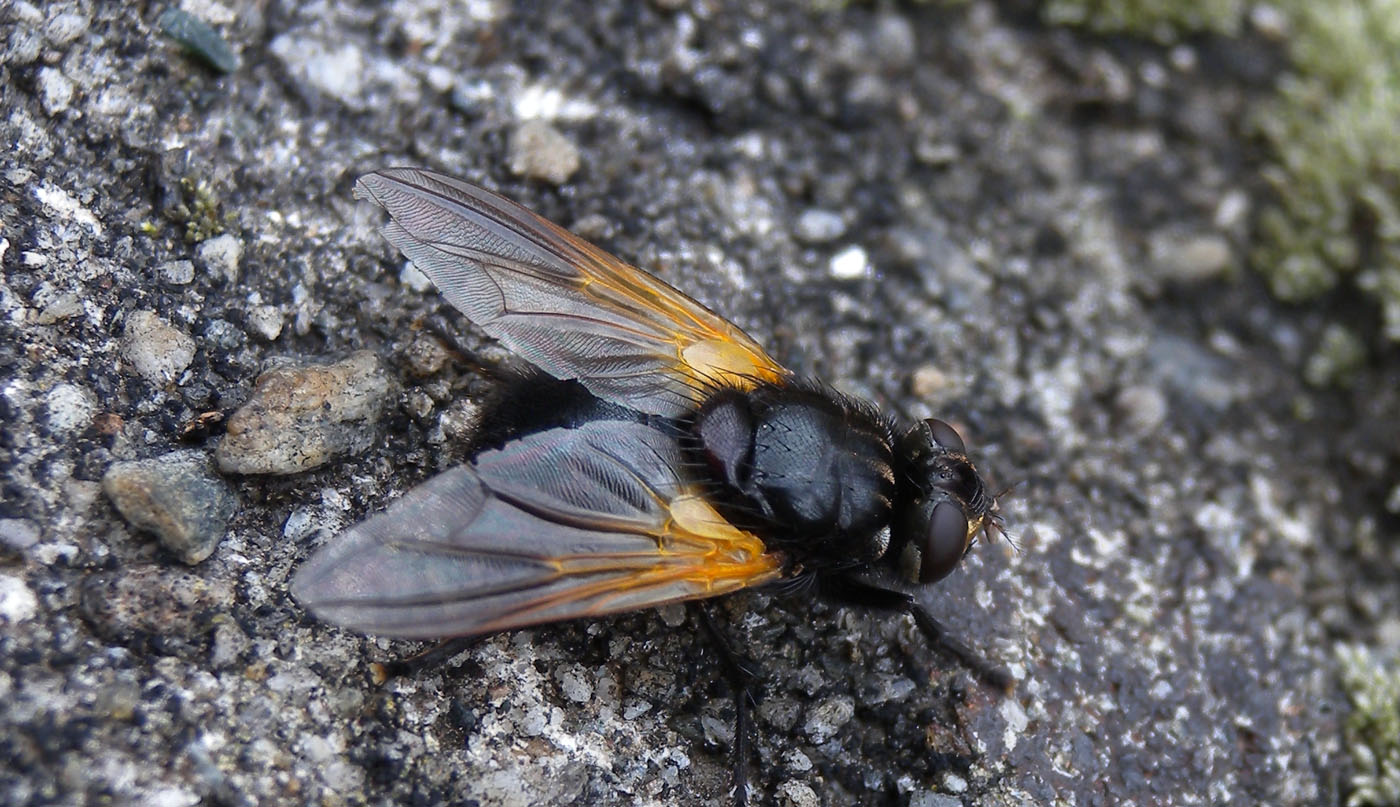 Mosca con giallo: Mesembrina meridiana