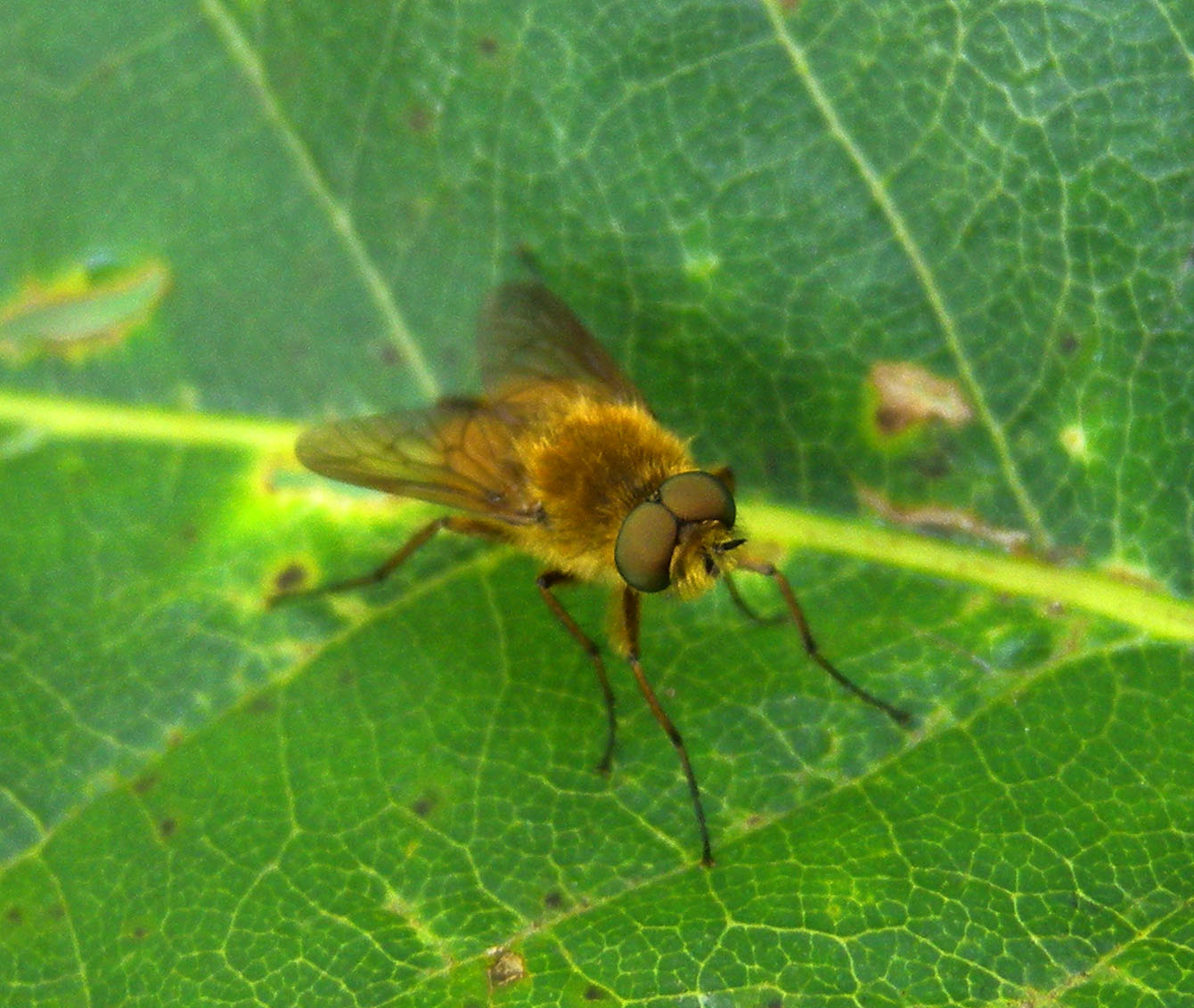 Mosca bionda