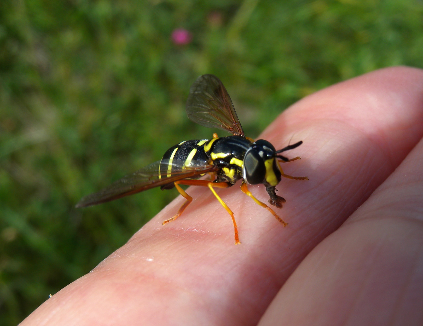 Chrysotoxum da det.