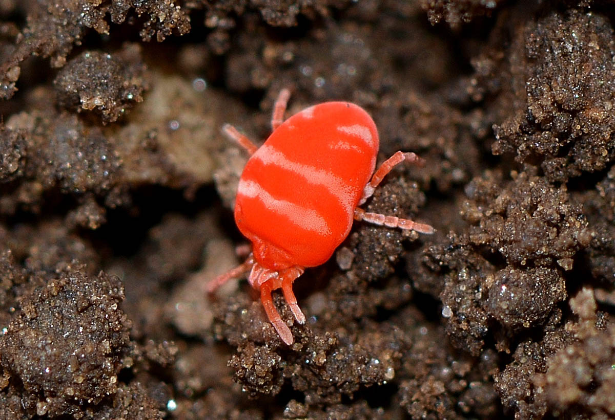 Microtrombidiidae - Anzino (VB)