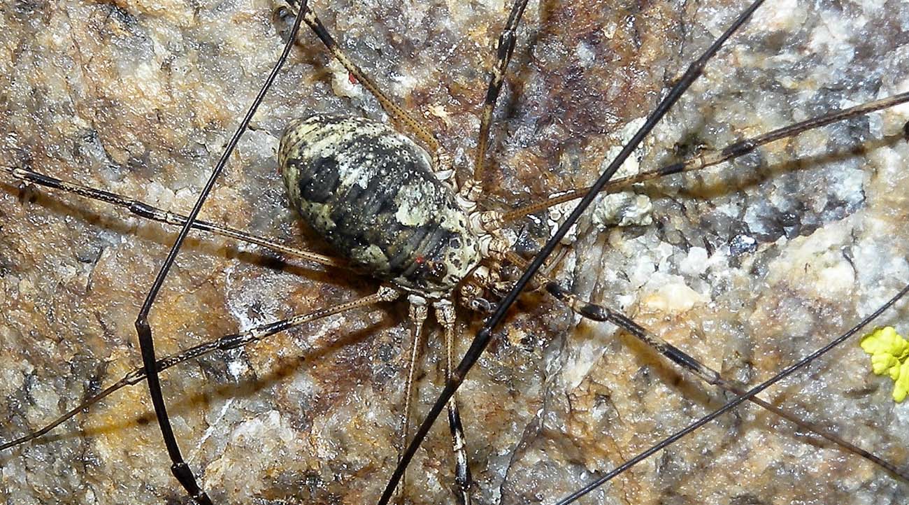 opilione dal Trentino