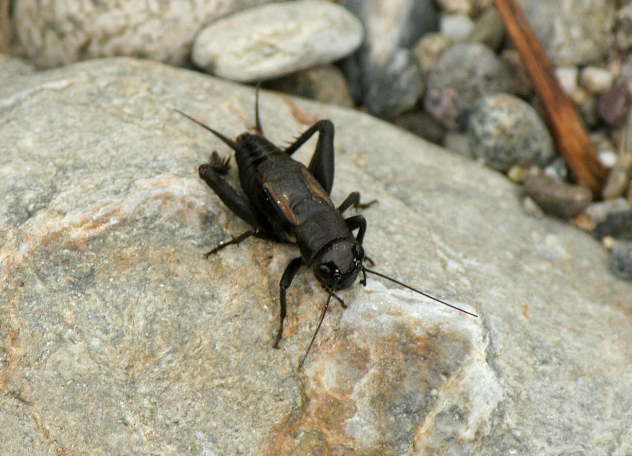 Che grillo ? Melanogryllus desertus