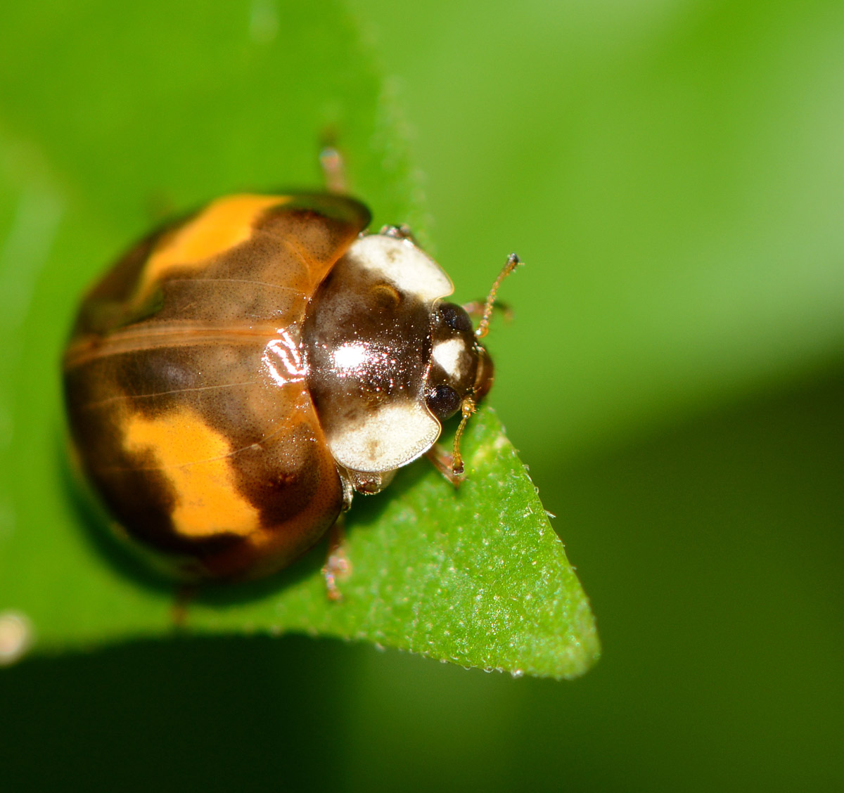 coccinella strana ma.....Harmonia axyridis neosfarfallata