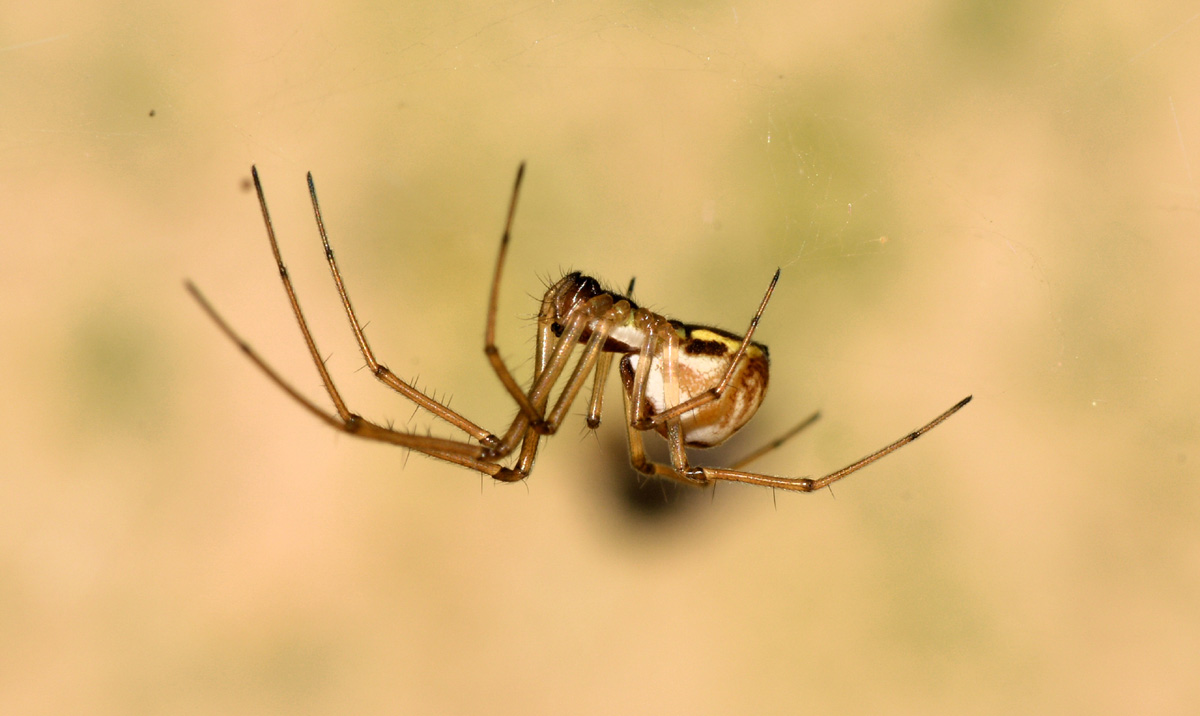 Neriene radiata - Bannio Anzino (VB)