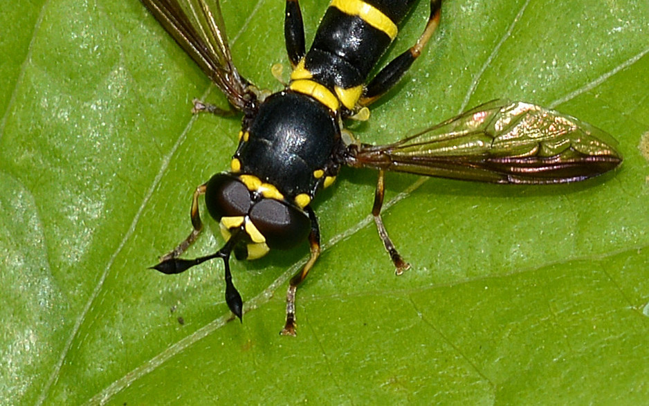 Quale Ceriana ? Ceriana vespiformis