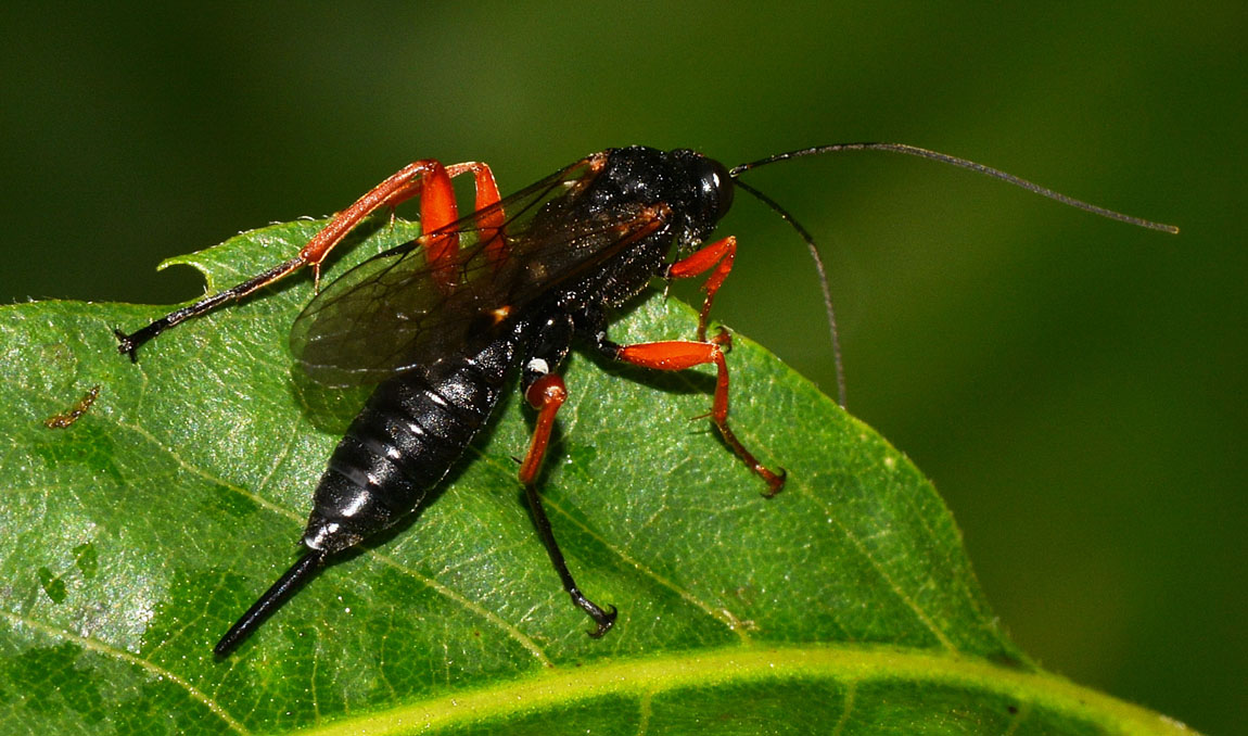 Pimpla cfr rufipes