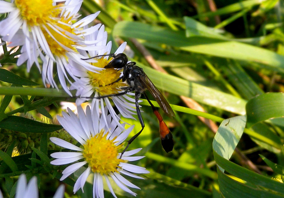 Femmina di Ammophila sabulosa