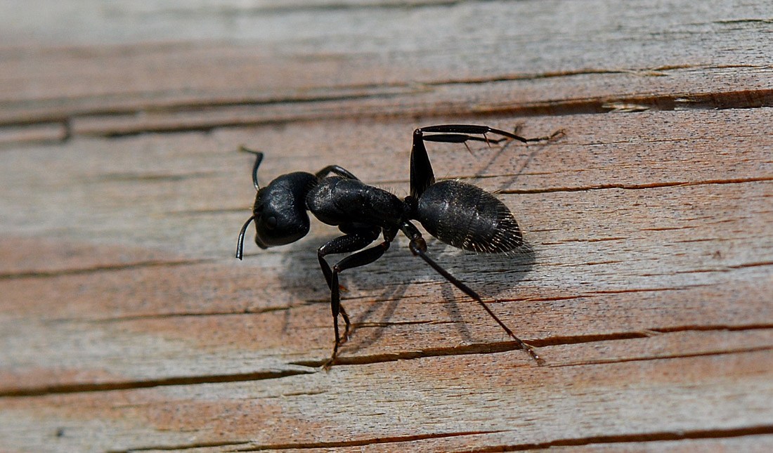 Camponotus vagus, operaie maggiori e maschi sciamanti