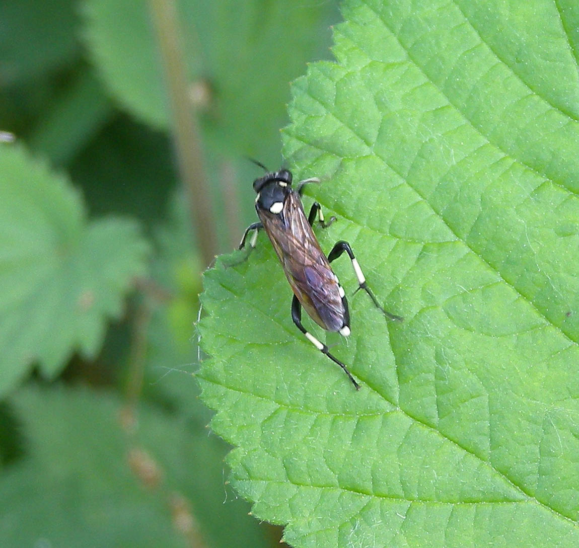 Tenthredinidae: Macrophya duodecimpunctata