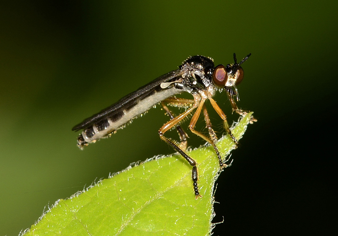 Asilidae: Dioctria sp.