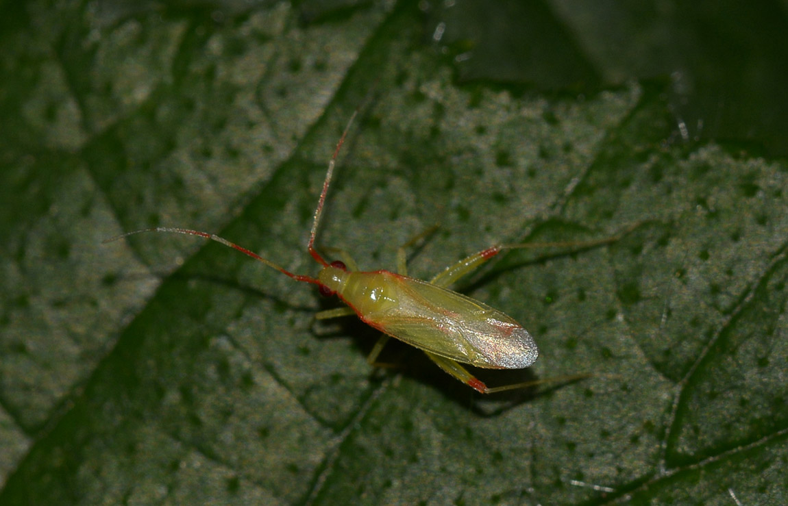 Miridae: Campyloneura virgula fresco di muta