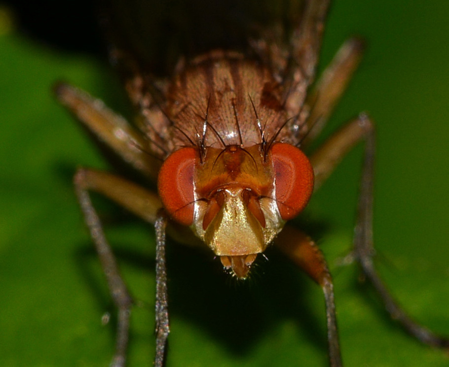 Minettia sp.? Possibile Tetanocera ferruginea