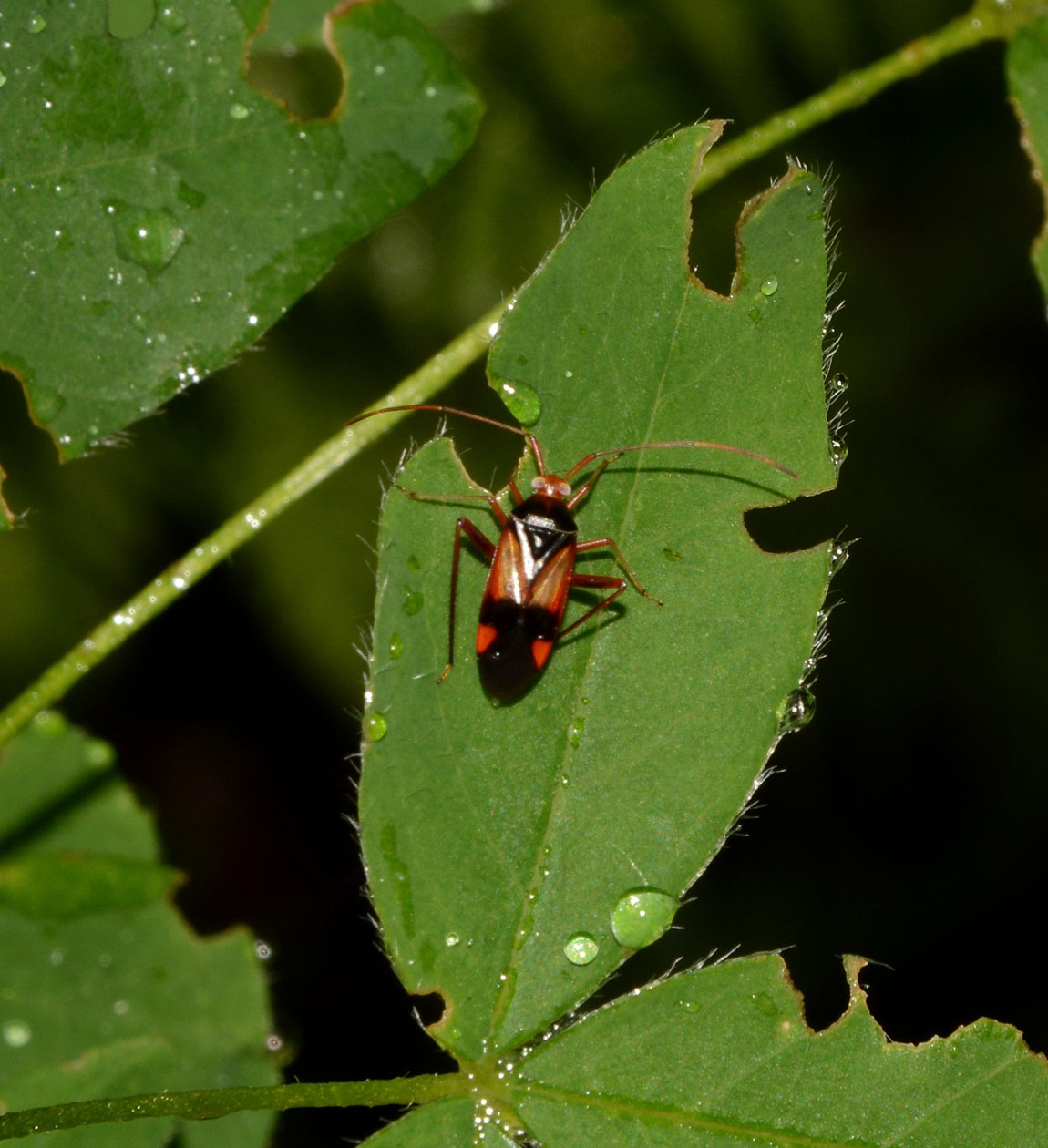 Miridae: Megacoelum infusum del Piemonte (VB)