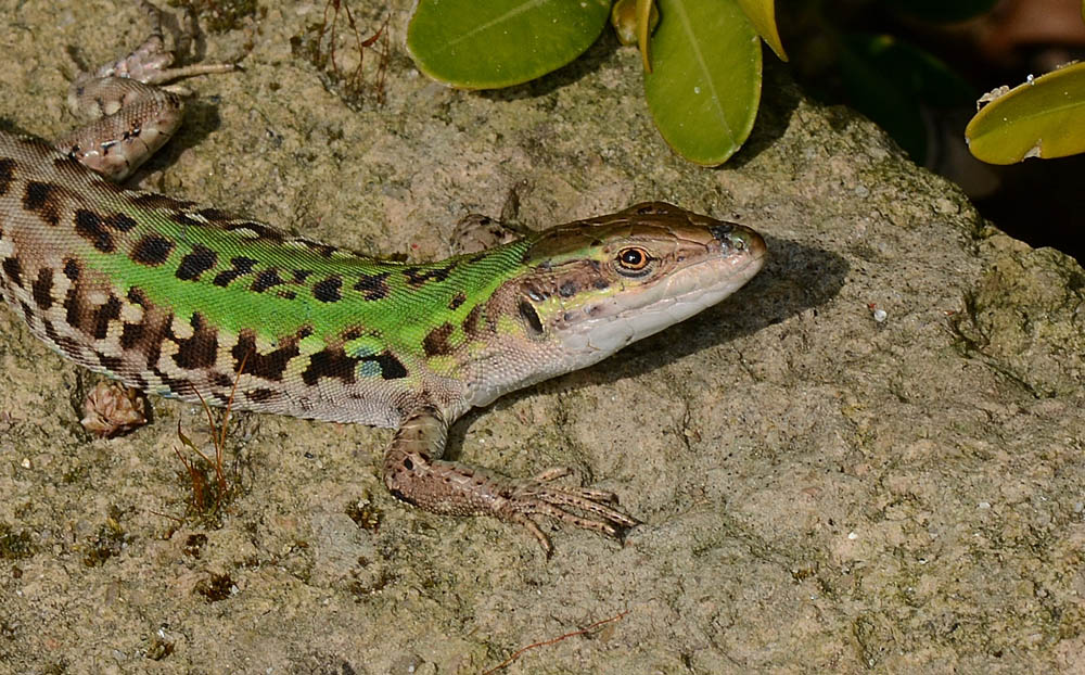 lucertola verdina