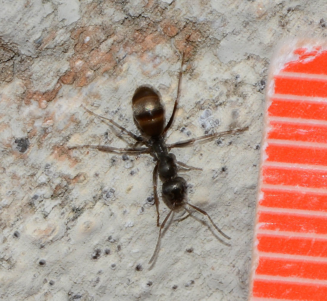 Formica cfr cinerea