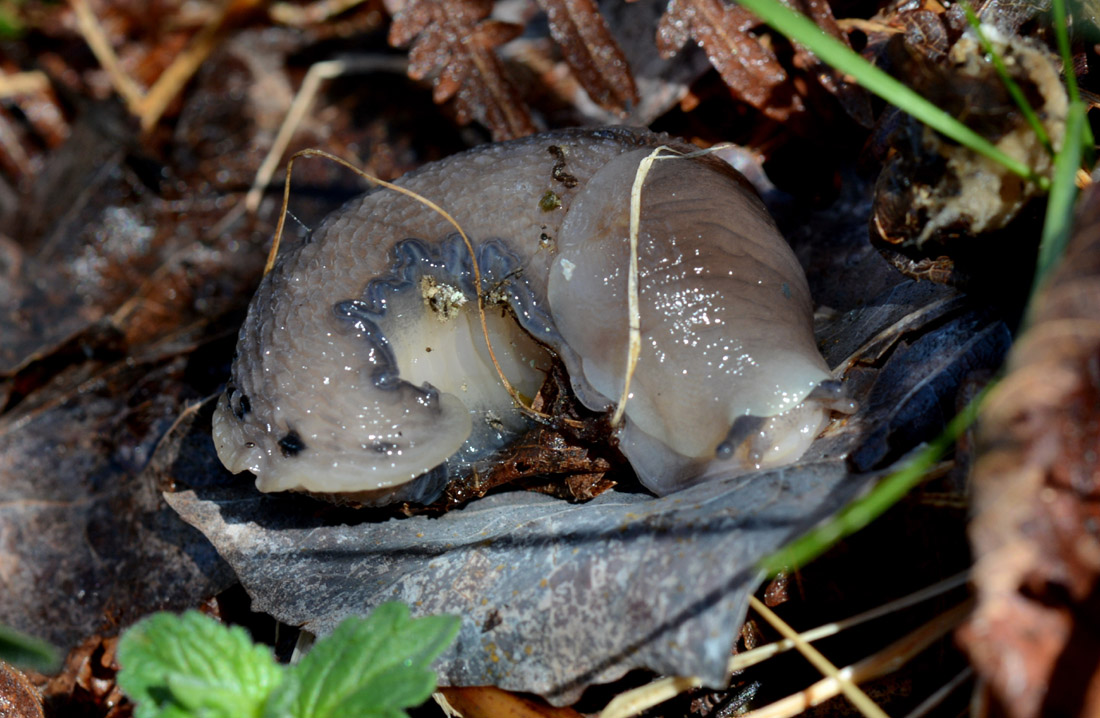 Limax alpinus da Anzino (VB)