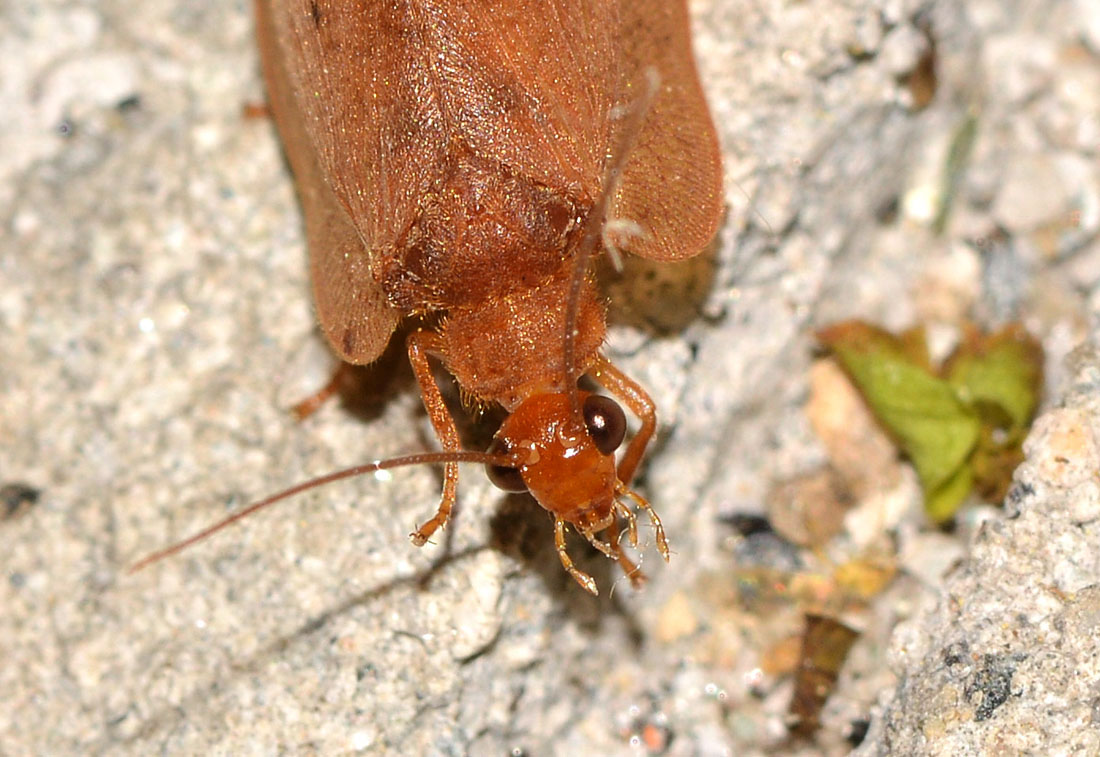 fogliolina secca