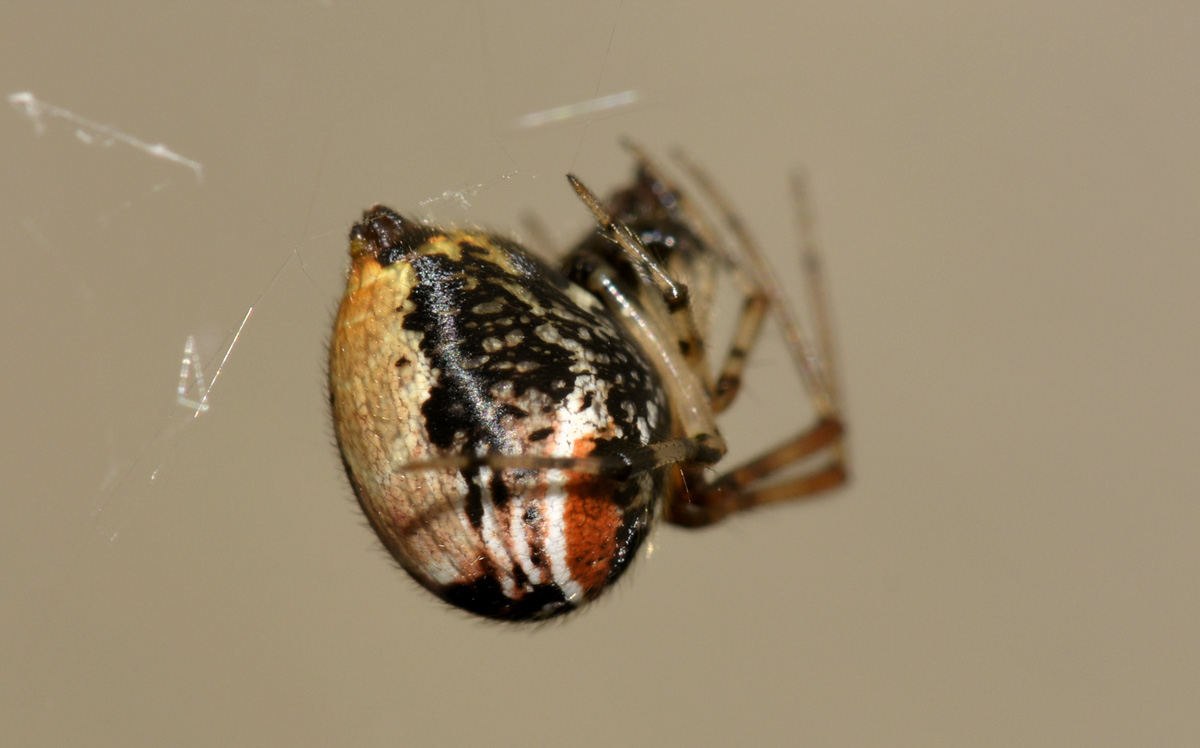 Parasteatoda lunata - Bannio Anzino (VB)