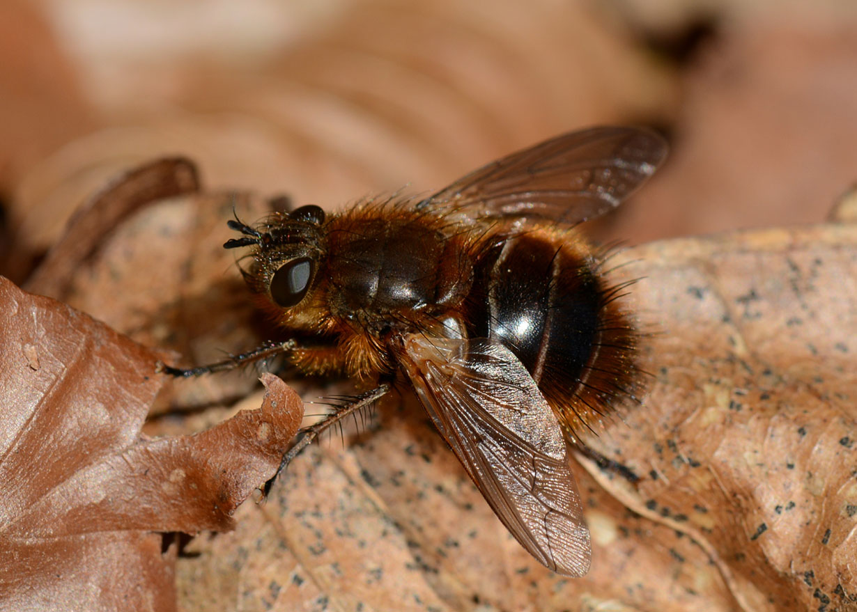 Syrphidae ?