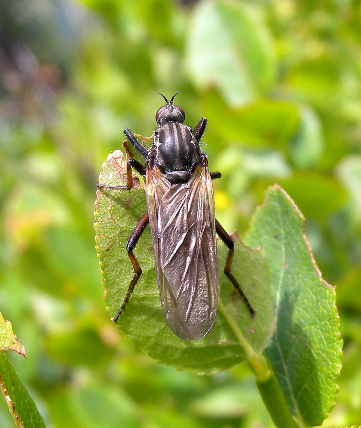 Femmina di Empis tessellata